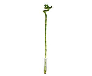Lucky Bamboo Bambou porte-bonheur en spirale dans un tube Dracaena Sanderiana Hauteur env. 40 cm
