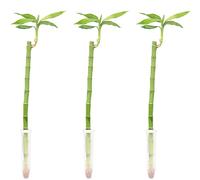 Lucky Bamboo Lot de 3 bambous droits Hauteur env. 50 cm Diamètre du pot 5 cm