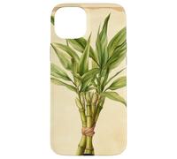 Lucky Bamboo Vintage Illustration scientifique Plante Coque pour iPhone 15 Plus