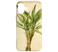 Lucky Bamboo Vintage Illustration scientifique Plante Coque pour iPhone 16 Plus