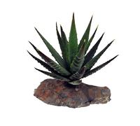 Lucky Reptile Echeveria Plante Artificielle sur Socle en Pierre