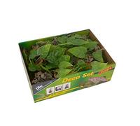 LUCKY REPTILE Life Experience Ensemble de Décoration de Terrarium Plastique Jungle