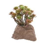 Lucky Reptile Plante en Pierre