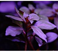 Ludwigia Repens Diamond Red x1 Bunch - plante vivante pour aquarium