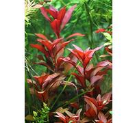 Ludwigia repens 'Rubin' - 1 Bouquet - Plante Vivante pour Aquarium