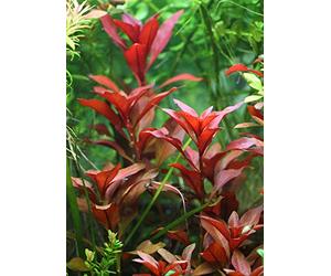 Ludwigia repens 'Rubin' - 1 Bouquet - Plante Vivante pour Aquarium