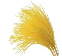 LuminaCreek Herbe de la Pampa, Grand Bouquet de 30 pièces, Fleurs séchées, roseaux véritables, décoration de Mariage, Fleurs artificielles de Noël, décoration d'intérieur(B Yellow)