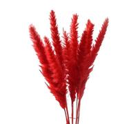 LuminaCreek Herbe de la Pampa, Grand Bouquet de 30 pièces, Fleurs séchées, roseaux véritables, décoration de Mariage, Fleurs artificielles de Noël, décoration d'intérieur(A Red)