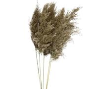 LuminaCreek Herbe de la Pampa, Grande Taille (60 cm), touffue, 20 tiges, roseaux, phragmites séchés, compositions Florales, décorations de Table for la Maison ou la Ferme.(No Vase 60cm)