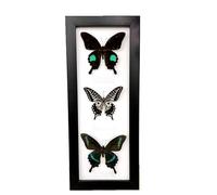 Luminexia Vrai Papillon De Taxidermie,Papillon Taxidermie,Insect De Taxidermie,Taxidermy Mounted in Frame,VéRitable Papillon De Taxidermie Monté sous Verre Cadre en Bois Fait à La Main