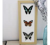 Luminexia Vrai Papillon De Taxidermie,Papillon Taxidermie,Insect De Taxidermie,Taxidermy Mounted in Frame,VéRitable Papillon De Taxidermie Monté sous Verre Cadre en Bois Fait à La Main