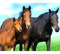 LUMINLIFE Diamond Painting DIY Chevaux merveilleux Broderie diamant 100% strass Diamant Peinture Complète Diamant Rond Mosaïque Image 46x56 cm