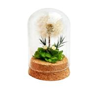 LUMITERRA Pissenlit Eternelle sous Cloche, Fleurs de Pissenlit, Fleur Artificielle Cadeau, Cadeau Saint Valentin pour Femme,Cadeaus Noel pour Elle, Maman Épouse Sœur,Anniversaire Femme
