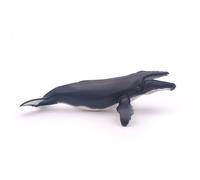 L'univers Marin Baleine À Bosse