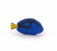 L'UNIVERS MARIN Poisson chirurgien