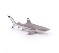 L'univers Marin Requin À Pointes Noires