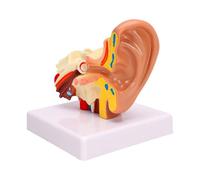 Luocute Modèle D'anatomie de L'oreille Humaine Agrandi 1,5X, Modèle Anatomique de Structure de L'oreille Interne Moyenne Externe Gauche, pour la Démonstration de l'enseignement Médical