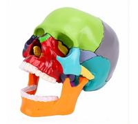 Luocute Modèle de Crâne Humain en 15 Parties, Mini Crâne D'anatomie Détachable avec Os à Code Couleur et Guide illustré, pour L'enseignement Médical Dentaire et la Démonstration éducative
