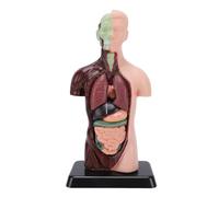 Luocute Modèle de Torse D'anatomie Humaine, 7 Organes Amovibles, Modèle D'assemblage Anatomique en PVC de 10,24 Pouces, Affichage D'enseignement Médical Scolaire D'organes Amovibles avec