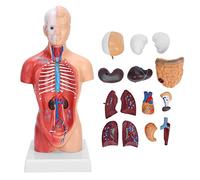 Luocute Modèle de Torse Humain, Modèle D'assemblage Anatomique de 28 Cm avec Organes Internes Détachables, pour L'étude de L'anatomie et l'enseignement en e Sciences Médicales