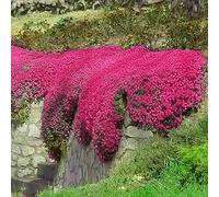 Luojuny 200pcs / sachet thym serpolet rouge, graines de thym de graies de fleurs faciles à planter graines de thym rampant multicolores outil de jardinage pour la cour Des graines