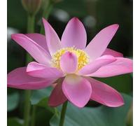 Luojuny 40pcs grains de lotus semences taux de germination élevé semences de fleurs de lotus poussant dans l'eau des terres humides Rose clair 40 pièces
