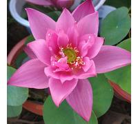 Luojuny 40pcs grains de lotus semences taux de germination élevé semences de fleurs de lotus poussant dans l'eau des terres humides Rose foncé 40 pièces