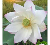 Luojuny 40pcs grains de lotus semences taux de germination élevé semences de fleurs de lotus poussant dans l'eau des terres humides Blanc 40 pièces