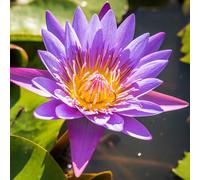 Luojuny 40pcs grains de lotus semences taux de germination élevé semences de fleurs de lotus poussant dans l'eau des terres humides Pourpre 40 pièces