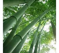 Luojuny Graines de bambou géant, 200 pièces graines de bambou géant jardin arrière-cour ferme champ ombre plante décor à la maison Graines de Bambou