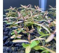 Luojuny Graines de Crispus, 100pcs / sac Graines de Potamogeton Crispus Plantes aquatiques hygrophiles Respectueux de l'environnement Réservoir de poissons d'eau douce Semis d'herbe pour étang Des