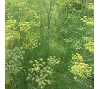 Luojuny Graines de fenouil, 100 graines de légumes taux de Survie élevé résistant à la sécheresse résistant au Froid Facile à germer graines de fenouil pour Cour Vert