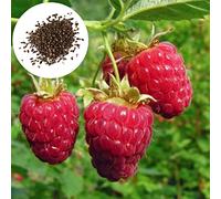Luojuny Graines de Framboise Rouge, 20 Pcs Graines de Framboise Rouge Comestibles Nutritif Non-OGM Jardin Extérieur Cour Graines De Fruits Fournitures De Jardin des graines