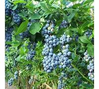 Luojuny Graines de Myrtille, 30pcs / Sac Graines de Myrtille Climat tempéré Tolérance à la sécheresse Bleu foncé Excellente Production de graines de Fruits pour Le Jardin Graines de bleuets