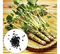 Luojuny Graines de raifort, 500 pcs productif Bien adapté Forte vitalité nutritif résistant à la sécheresse Germination Facile Comestible Jardin légumes graines de raifort Fournitures de Jardin
