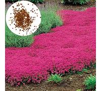 Luojuny Graines de thym, 200 pièces/sac de graines de fleurs faciles à planter multicolores graines de thym rampantes outil de jardinage pour cour Des graines