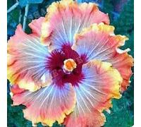 Luojuny Graines d'hibiscus, 50 pièces/sac graines d'hibiscus fleur tropicale décor à la maison vivace en pot bonsaï graines de plantes pour jardin Graines d'hibiscus
