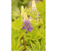 Lupin 'legendary blue shades' taille du pot - en pot de 3 litres