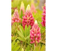Lupin 'legendary red shades' taille du pot - en pot de 3 litres