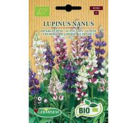 Lupin nain Lupine hartwegii