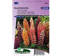 Lupin polyphylle vivace Russell hybrids Mix - Graines De Fleurs Vivaces