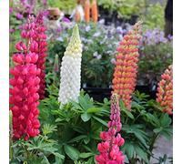 Lupin vivace russel mélange 100 graines