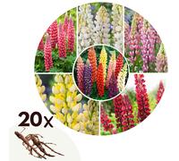 Lupinus - x20
