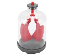 Luqeeg Modèle de Démonstration de Respiration Pulmonaire avec Simulateur de Mouvement du Diaphragme, Modèle d'apprentissage éducatif avec Coque Transparente, Idéal pour l'enseignement des Sciences