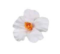 Lurrose 10pièces Épingles à Cheveux Fleur Hibiscus Hawaïenne Décorations Diy Pour Fêtes Été Barrettes Fleurs Hibiscus Artificielles Couvre-chefs Articles De Fête