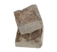 Lurrose Fossile de Trilobite Musée et Conservation Longue Durée en Roche pour Décoration 2 Pièces et Science pour Étudiants et Collectionneurs