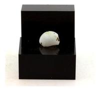 LUSSATITE - Pierre Naturelle en Provenance de France, Dallet - Opale-CT, variété d'Opale rare et multicolore - 1.23 ct - Certificat d'Authenticité Inclus 8 x 7 x 5 mm Multicolore G