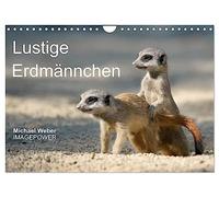 Lustige Erdmännchen (Wandkalender 2026 DIN A4 quer), CALVENDO Monatskalender: Lustige Fotos von jungen Erdmännchen