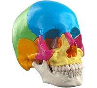 LUVADU ZCX Modèle Anatomique de crâne Humain modèle de crâne Humain détachable 22 pièces modèle médical de crâne de Couleur Outils de Laboratoire (Color : 1 Pack)