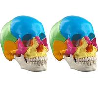 LUVADU ZCX Modèle Anatomique de crâne Humain modèle de crâne Humain détachable 22 pièces modèle médical de crâne de Couleur Outils de Laboratoire (Color : 2 Pack)